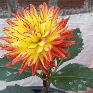 Meet your Posher, Flor